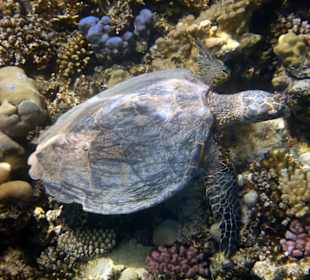 Am Aussenriff Richtung Resta Reef