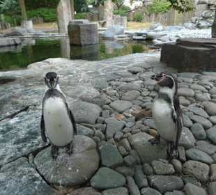 Мини пингвины