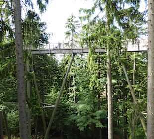 Baumwipfelpfad
