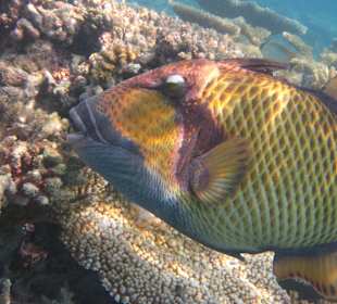 Grüner Riesendrücker