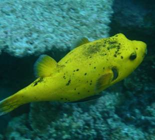 Am Riff des Hotel Madoogali