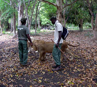 Imposante Tiere