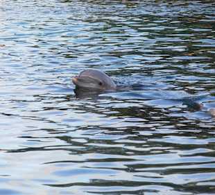 Unser kleiner Freund