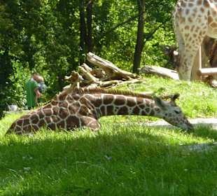 Giraffenmädchen Limber sitzend