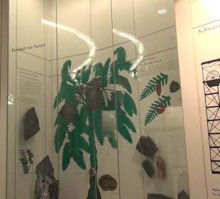 Entwicklung der Pflanzenwelt