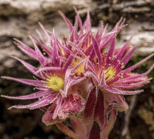 Wandern Ramsau am Dachstein