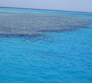 Eines der vielen schönen Riffe!