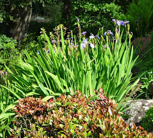 Spaziergang durch den Botanischen Garten Bremen