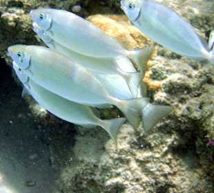 Fische