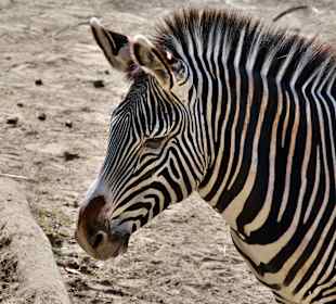 Zoo Osnabrück