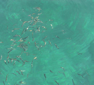 Fischfütterung Blaue Reise