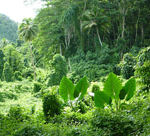 Üppigste Vegetation