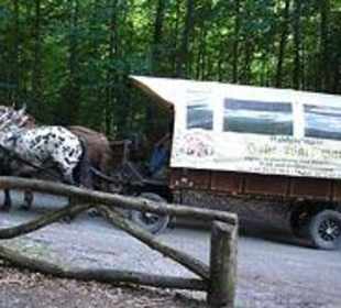 Planwagenfahrt im Spessart