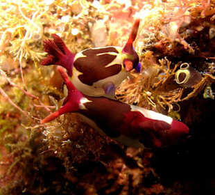 Schnecken bei der Paarung