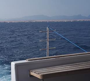 AMD Ausflug mit Delfinen 