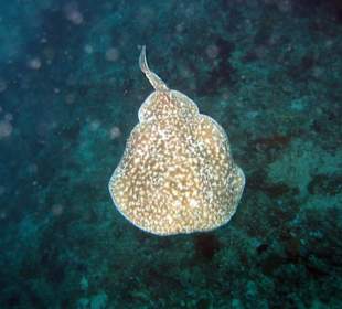 Torpedorochen bei 7th Heaven