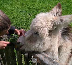 Hier wohnt der süßeste Esel weit und breit