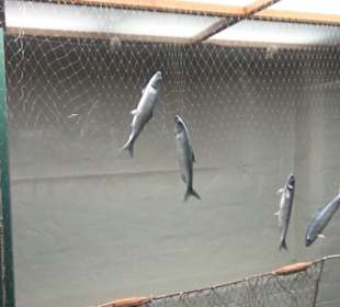 Meeresmuseum Stralsund