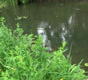 Fischlehrpfad Neu-Ulm