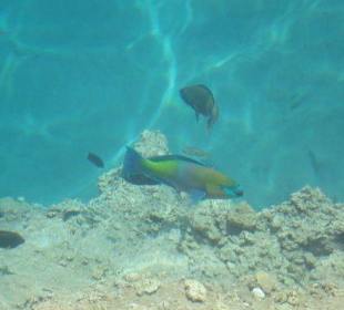 Fische und glasklares Wasser