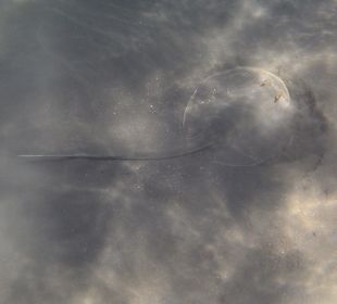 Schnorcheln am Hotelstrand