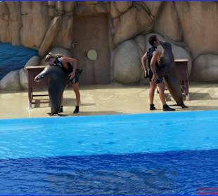 Vorführung Show der Seelöwen