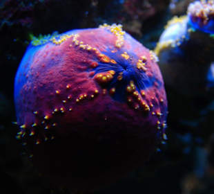 im Aquarium MOŘSKÝ SVĚT