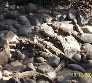 Mehrere Gladiatoren im Oasis Park