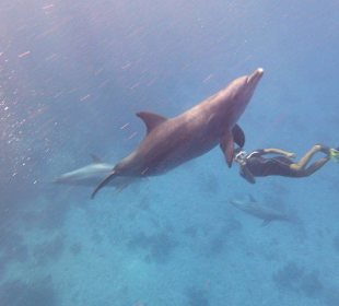 Schnorcheln mit delfinen