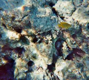 Schnorcheln bei Hurghada