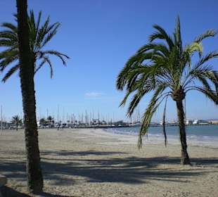 Palmenstrand von El Arenal im Januar