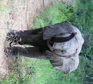 Elefant