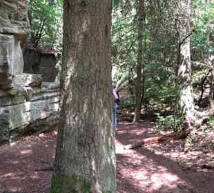 Wanderweg - Alter Steinbruch Pfaffenberg Runde