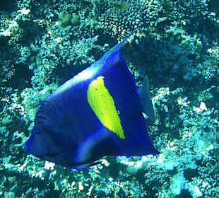 Kaiserfisch-ganz nahe