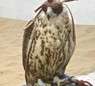 Faucon dans le désert