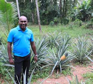 "Die besten Ananas der Welt" mit Wicky