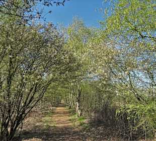 Impressionen aus der Gellener Torfmöörte