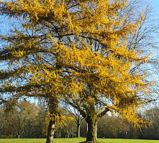 Tolle Herbstfärbung