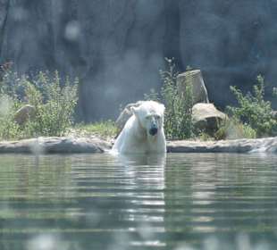 Zoo Gelsenkirchen "Eisbär"