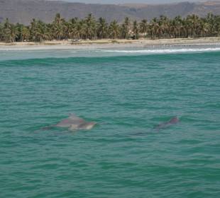 Delphin und Küste