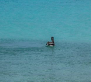 3-Strände-Tour: Pelikan / Grote Knip.