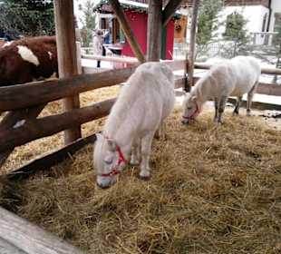 Gut Aiderbichl Ponnystation