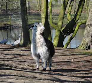 Schicke Frisur