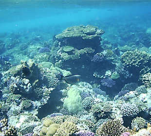 Schnorcheln am Riff vom Magic Tulip Resort (02/2018)