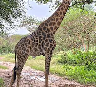 Giraffe
