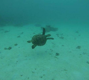 Turtles ...