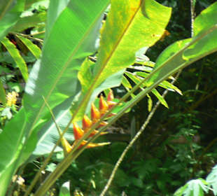 Landausflug St.Lucia