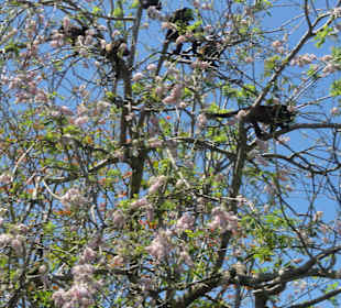 Affen auf den Bäumen