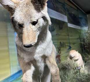 Yellowstone Nationalpark