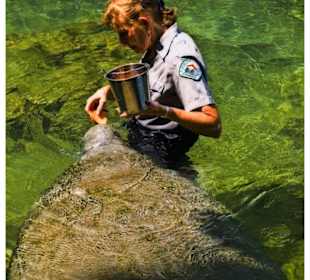 Manatees